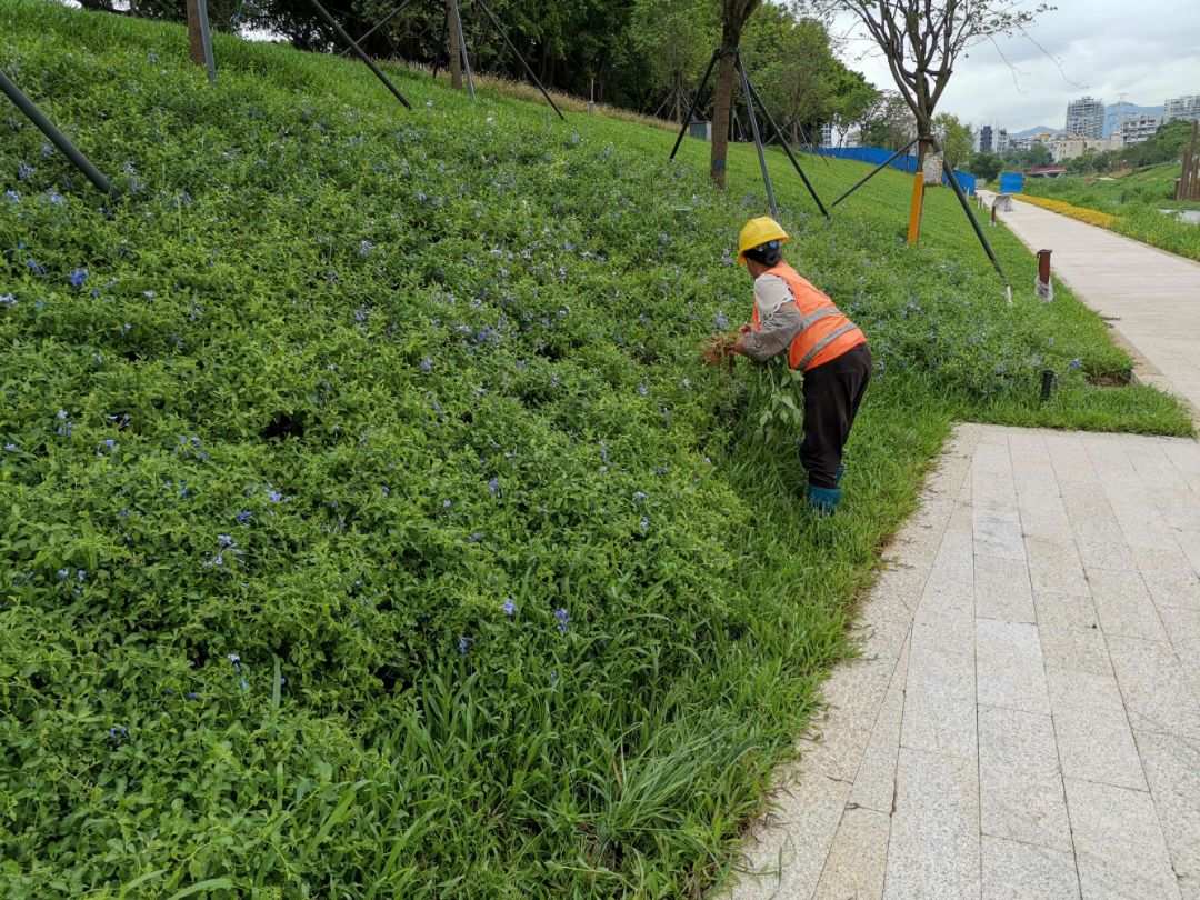 承接北京綠化養(yǎng)護園林工程綠植養(yǎng)護