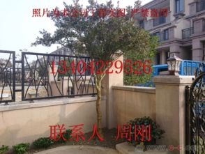 蘇州園林綠化 從設(shè)計(jì)、施工到養(yǎng)護(hù)的古典與現(xiàn)代融合之道